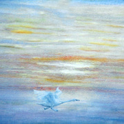 Swan_sq_card