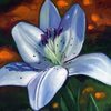 White_lily_thumb