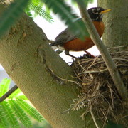 Motherrobin9_card