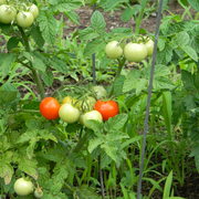 Mygardencherrytomatoes_card