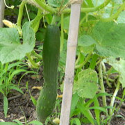 Mygardencucumber_card
