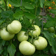 Mygardentomatoes_card