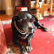 Gypsysunglasses2_card