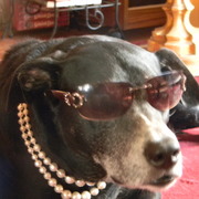 Gypsysunglasses3_card