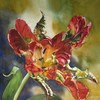 Parrot_tulip_with_blue_2010_thumb