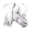 Shetland_pony_thumb
