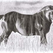 Black_stallion_card