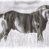 Black_stallion_thumb