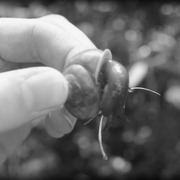 Snail__card