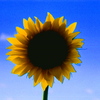 Flower_thumb