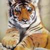 Tiger_thumb