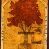 Red_oak_tree_thumb