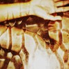 016_thumb