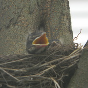 Babyrobin3_card