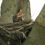 Babyrobin4_card