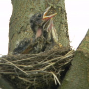Babyrobin5_card