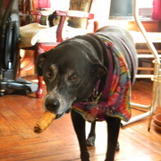 Gypsystogie__card