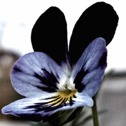 Lulue_card