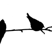Black_birds_card