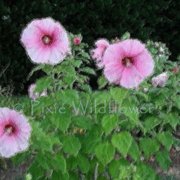 Pinkflowerssmall_card