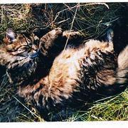 Sommerkatt_card