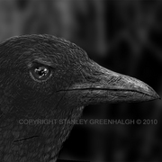Crowshead_card