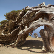Elhierro_card