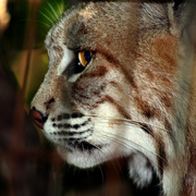 Img_8582b_card