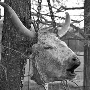 Dsc_0426_bw_card