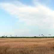 Marshflorida_card