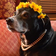 Flowerdog_card