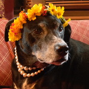 Flowerdog2_card