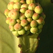 Cluster_card