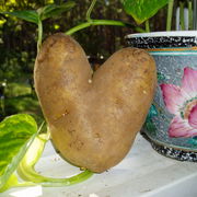 Potato_love_006_card