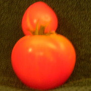 Mrtomato_card