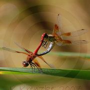 Dsc_0023_edited-1_card