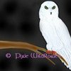 Nightowl_thumb