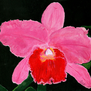 Orchid_flower_email__july_30_2010_card