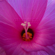 Img_2662_copy__custom__card