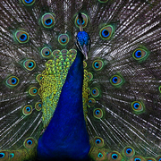 All_eyes_on_you_card