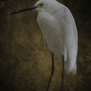 Snowy_egret_card