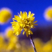 Yellow_shark_bay_flower_card