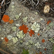 Moss_n__lichen_card