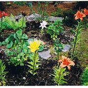 Flowerbed_in_august