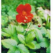 Wild_strawberry_with_blomkarse