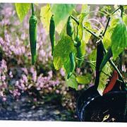 Chilies_with_heather
