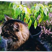 Chilies_with_heather_and_cat