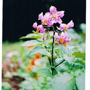 Chilies_with_heather_and_catfirst_potatoe-flower_2010_card