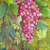 Grape_thumb