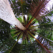 Coconut_circle_card